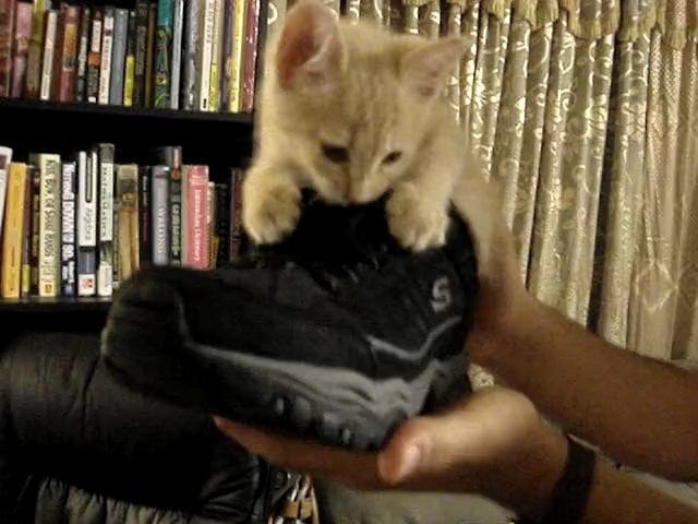 Baby Ocelot sitting in my shoe