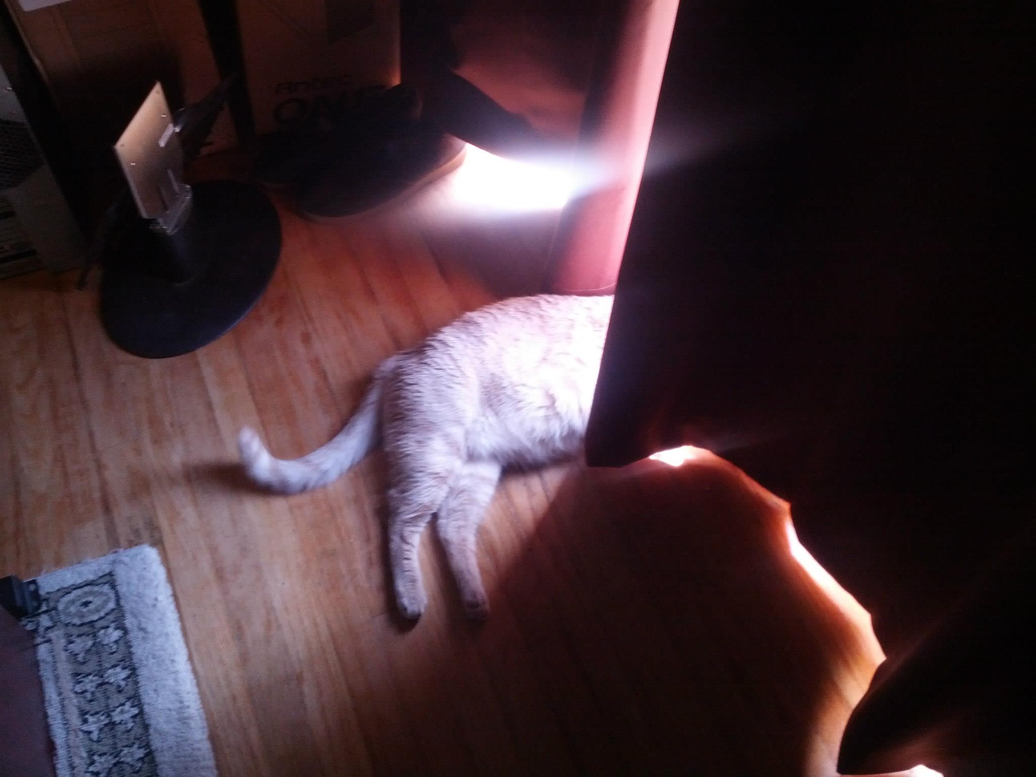 Ocelot absorbing sunlight