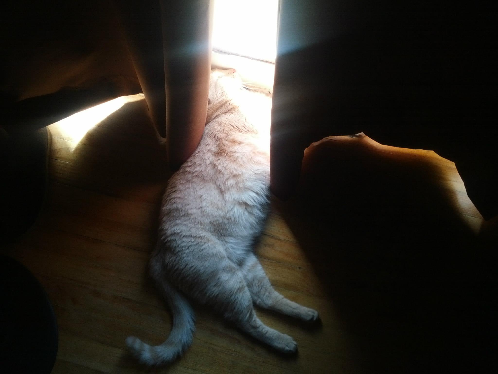 Ocelot absorbing sunlight