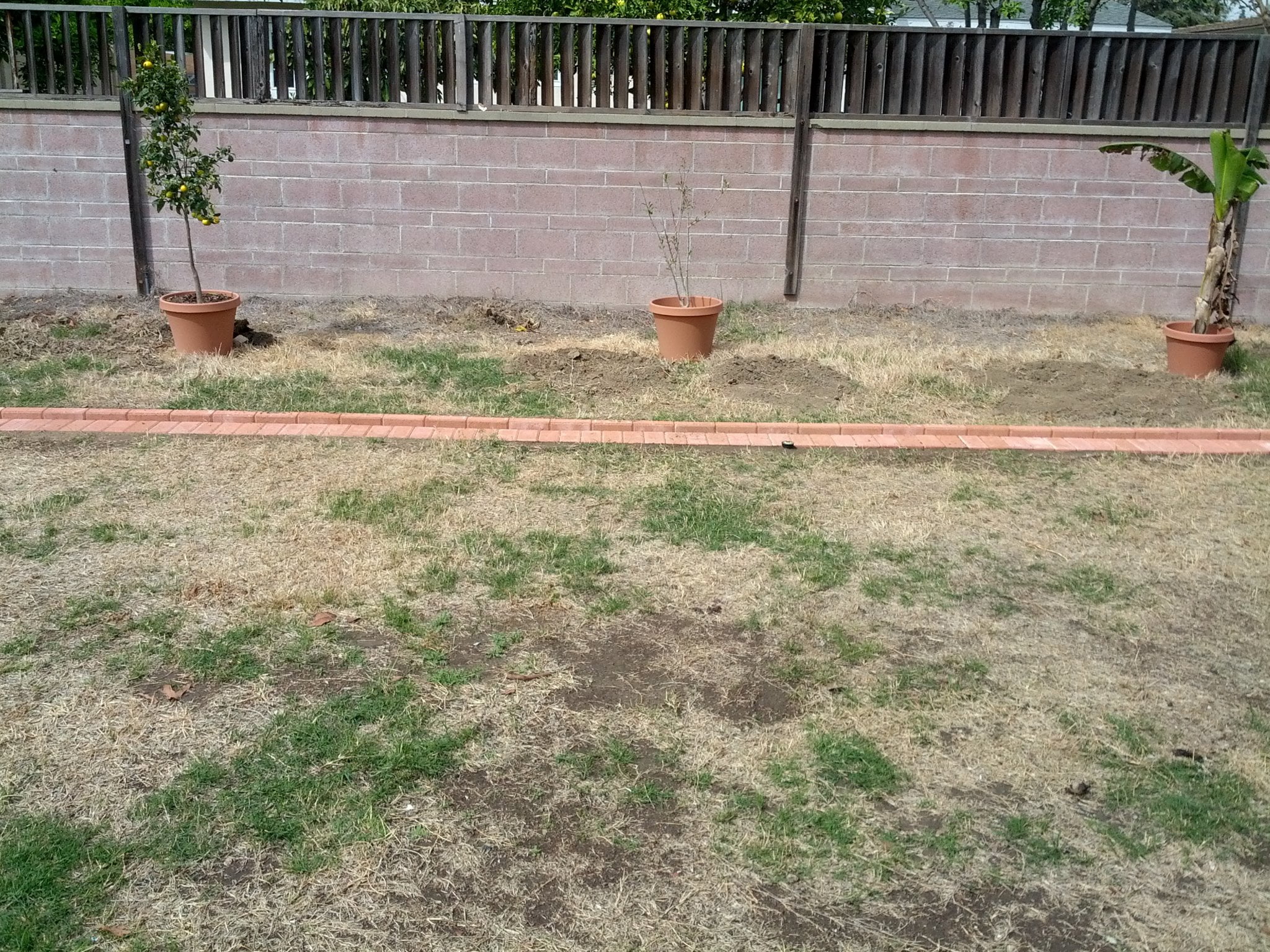 New irrigation and brick lawn edging ... after many...