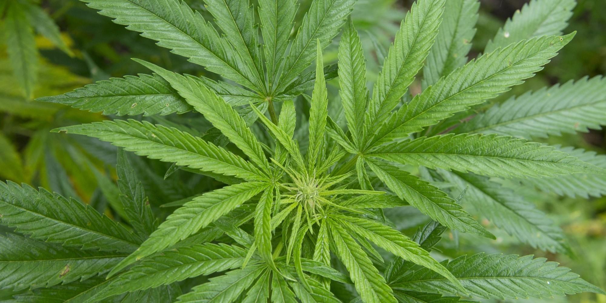Marijuana Drastically Shrinks Aggressive Form Of Brain Cancer, New...