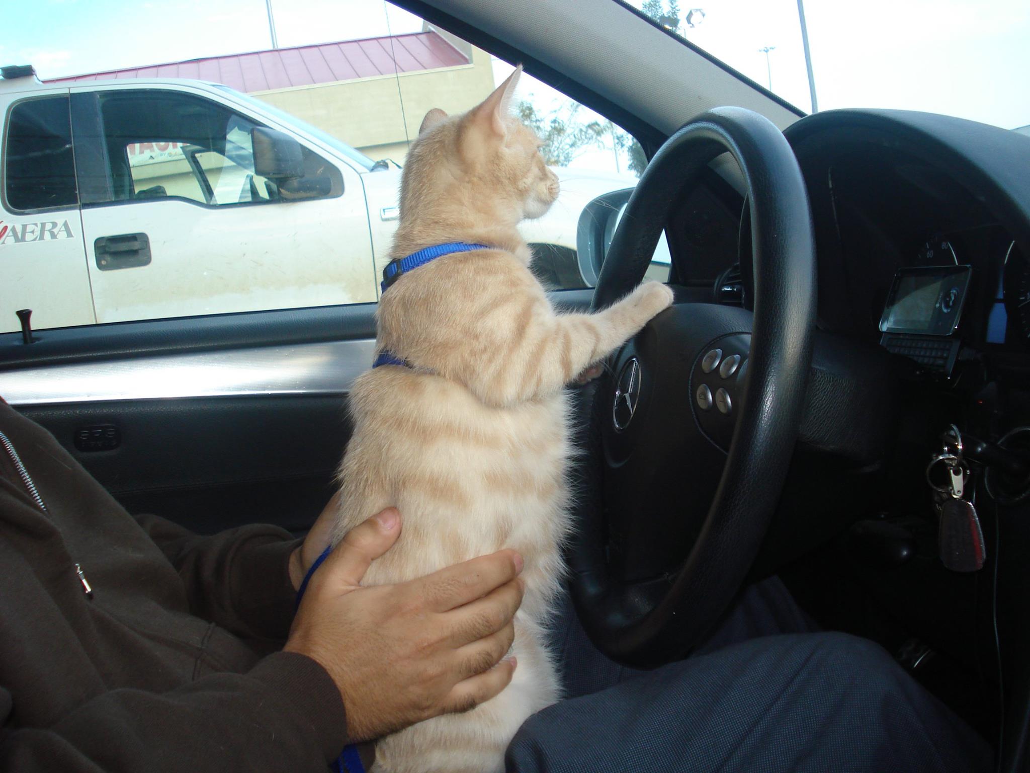Ocelot finally got his drivers license 
