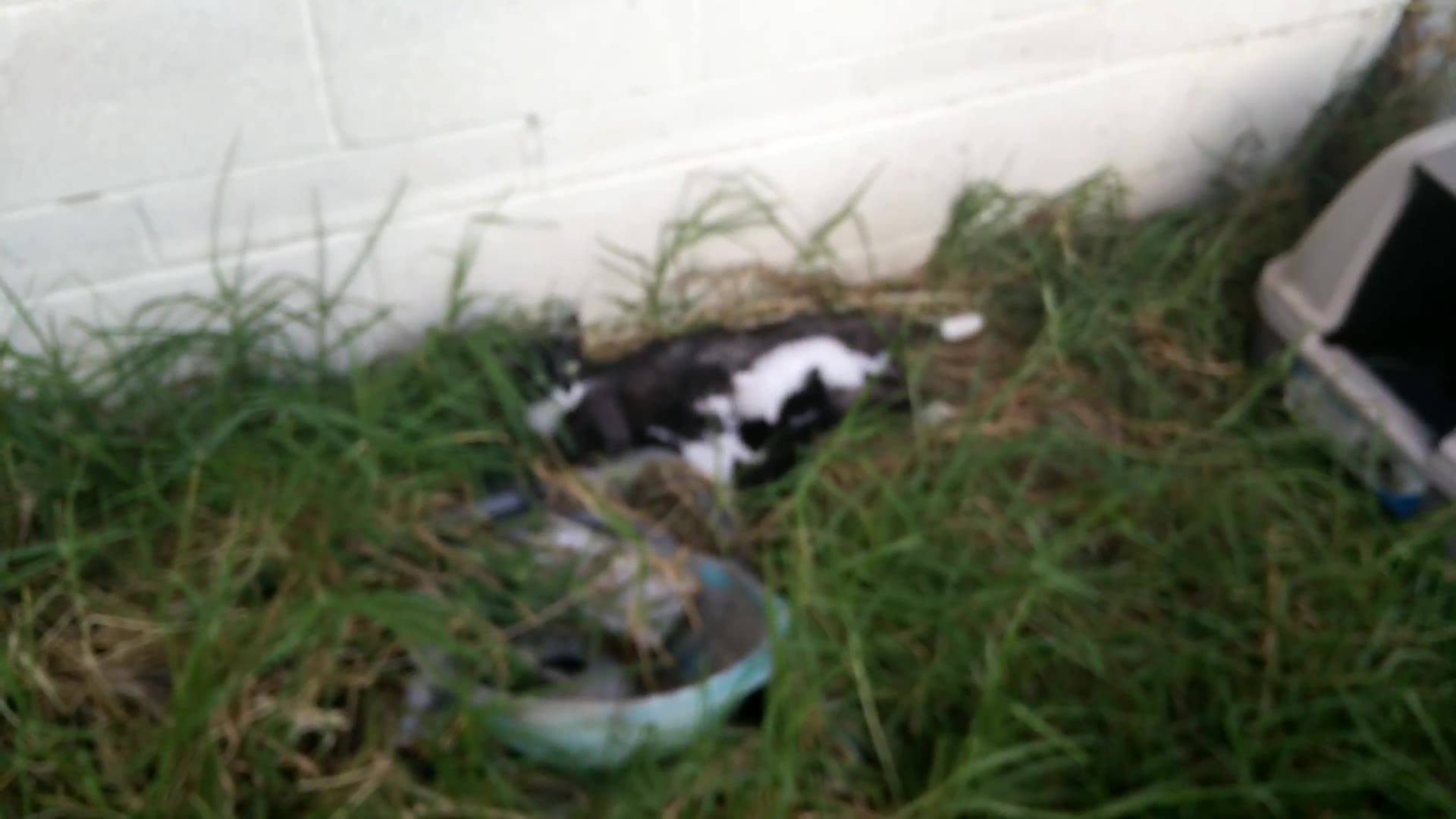 A stray mommy cat delivered 6 kittens in my...