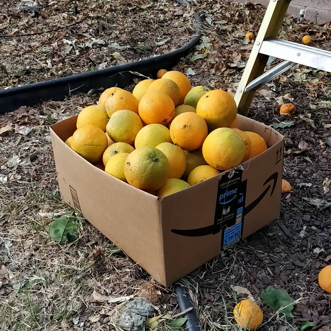 My navel oranges for the year
