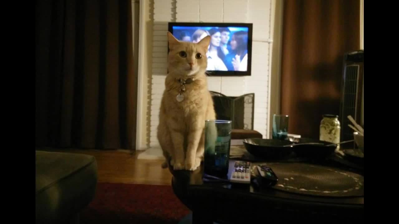 Meow Movie by Google Photos