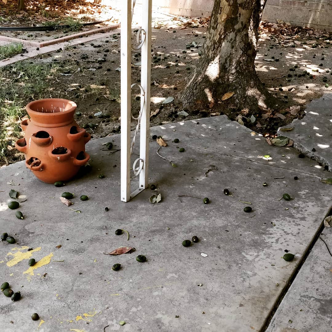 Hundreds of destroyed avocados. A few days of extreme...