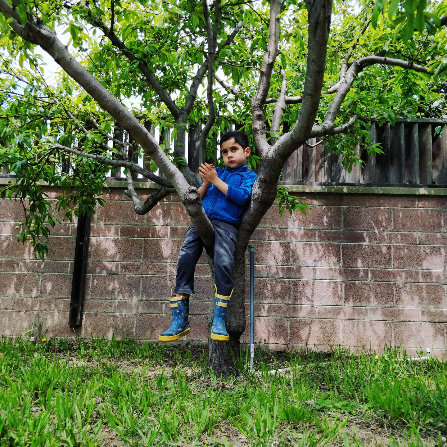 Eren sitting in a peach tree