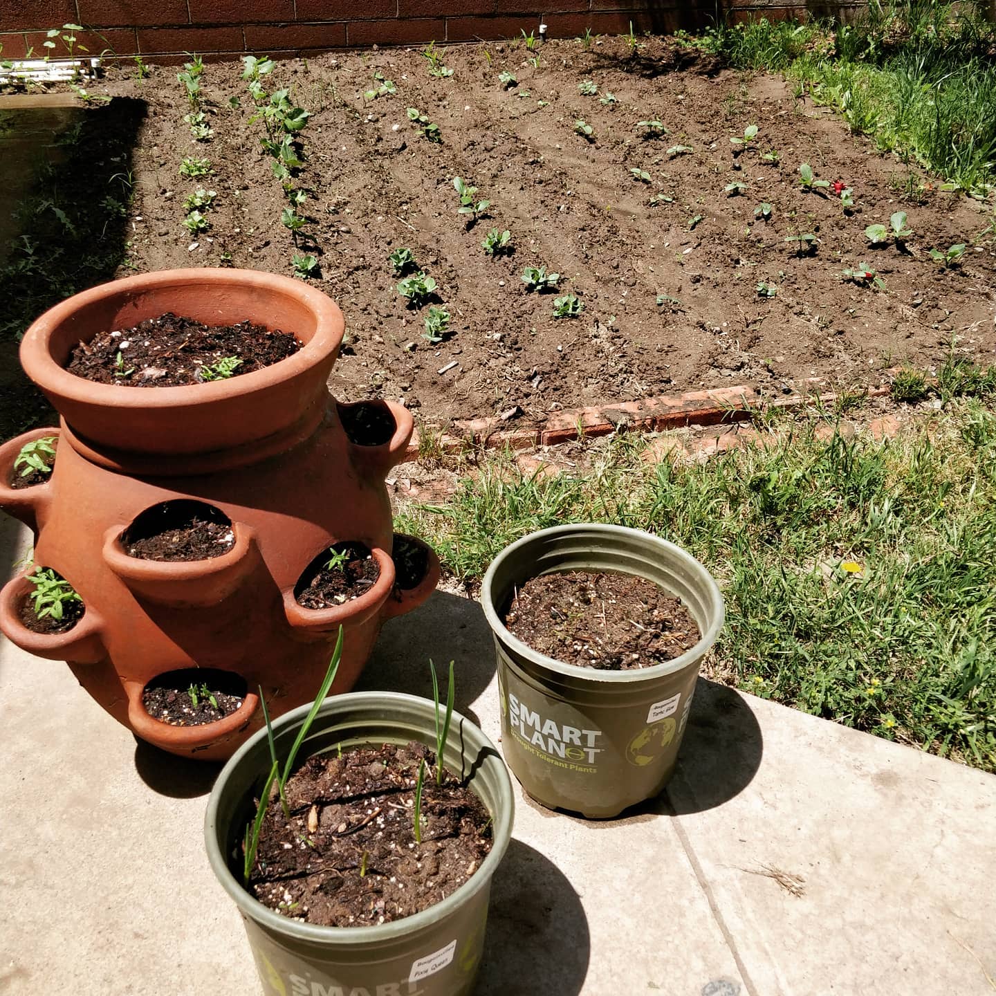 Vegetable garden update