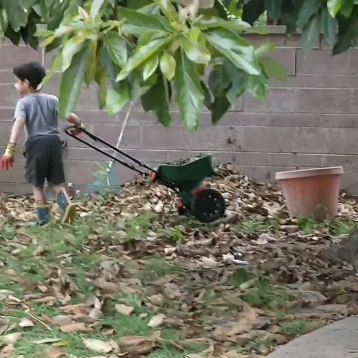 My little yard minion is mulching my orange tree