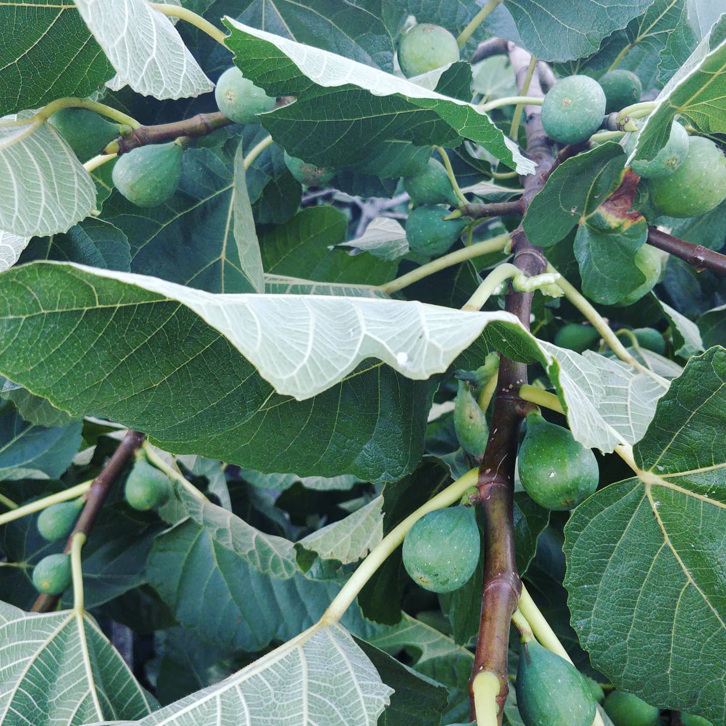 It's fig season. Over the next few weeks they'll...