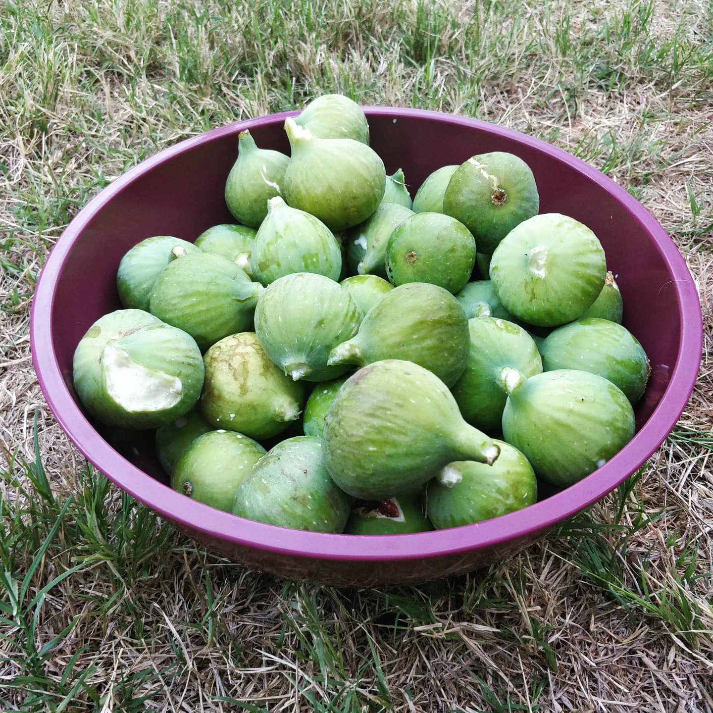 A bowl of freshly picked figs