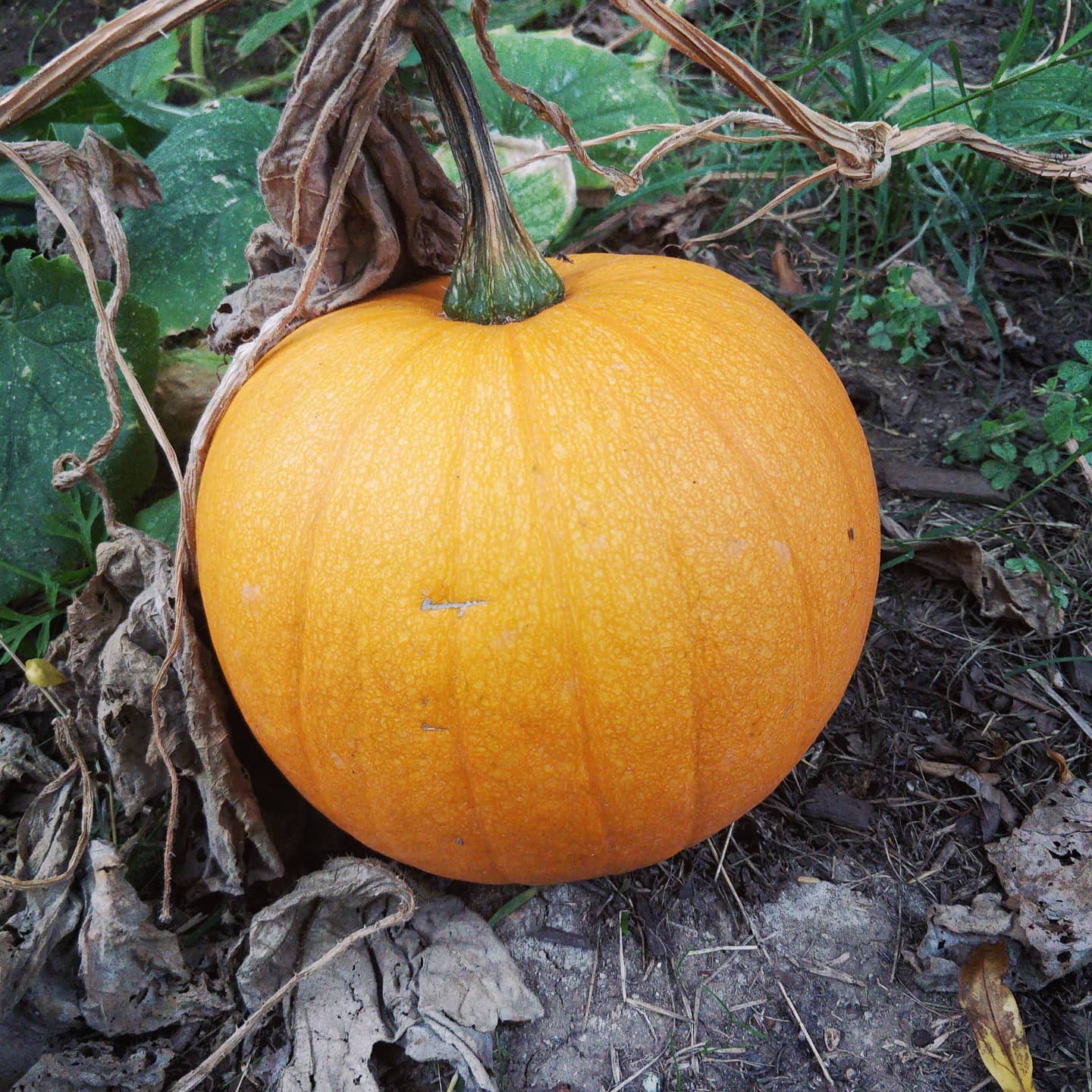The garden pumpkins are finally growing. Taking much longer...
