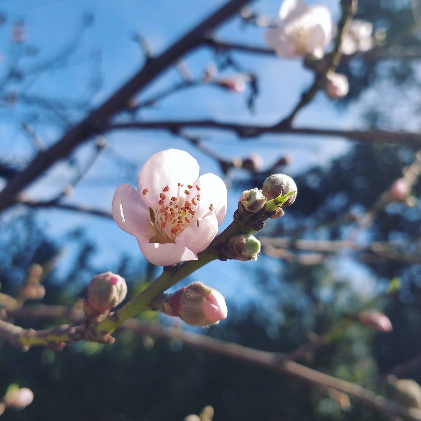 Pruning peach tree